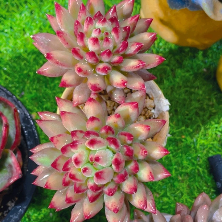 谢谢你的支持0000065