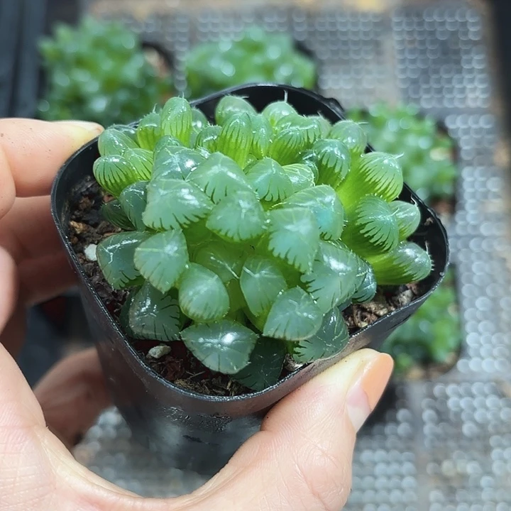 粉姬玉露群多肉植物