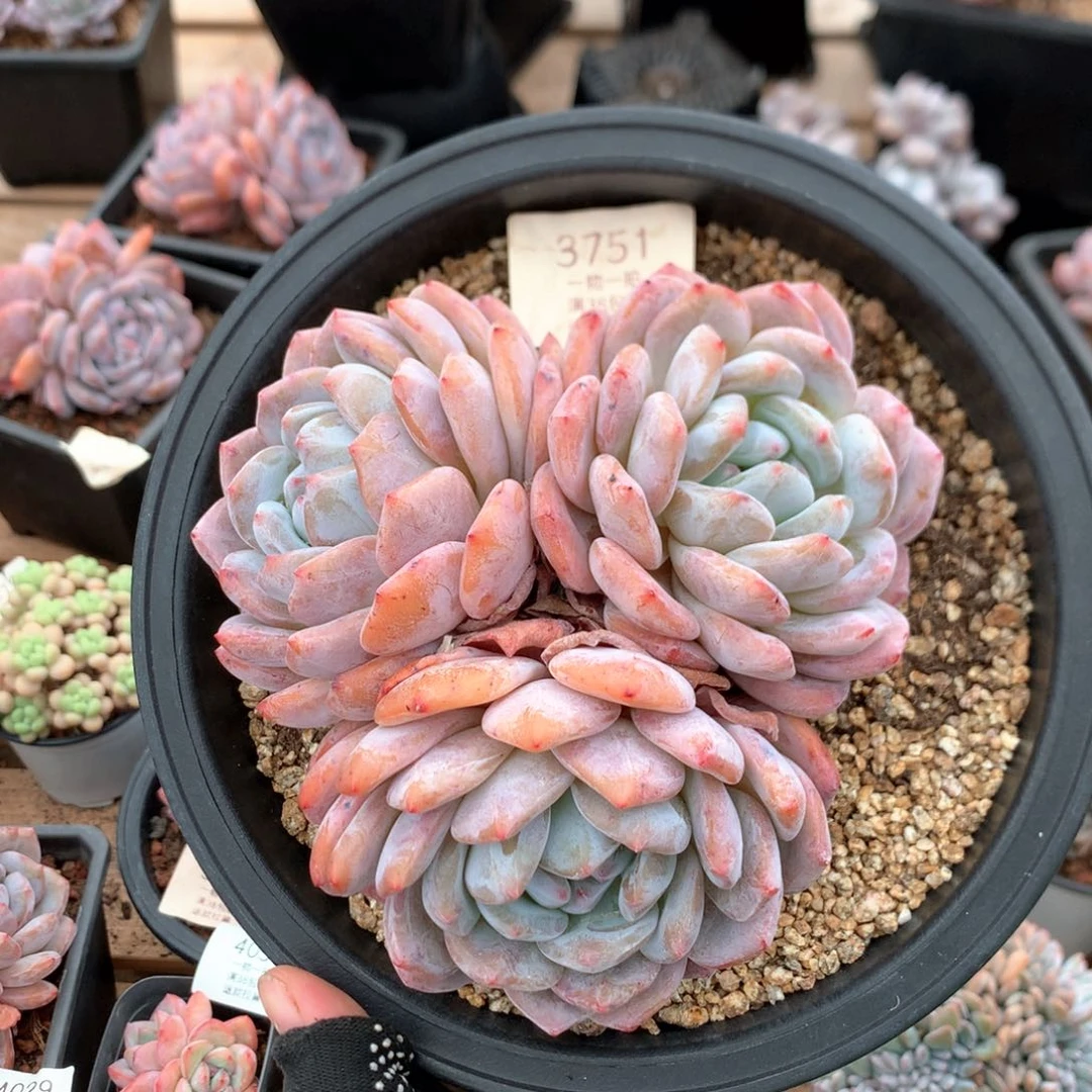 15厘米三头有砍星影3751