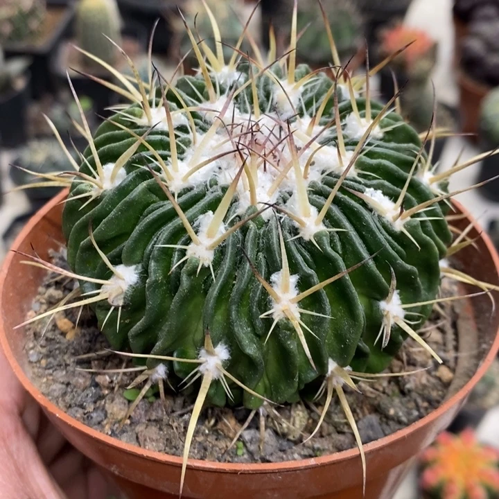 多棱玉特价福利包邮