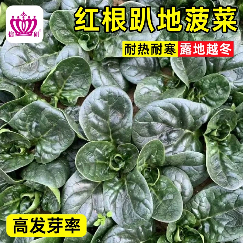 趴地菠菜种子大叶红根爬地抗寒抗冻菠菜正宗高产耐寒秋冬蔬菜种籽