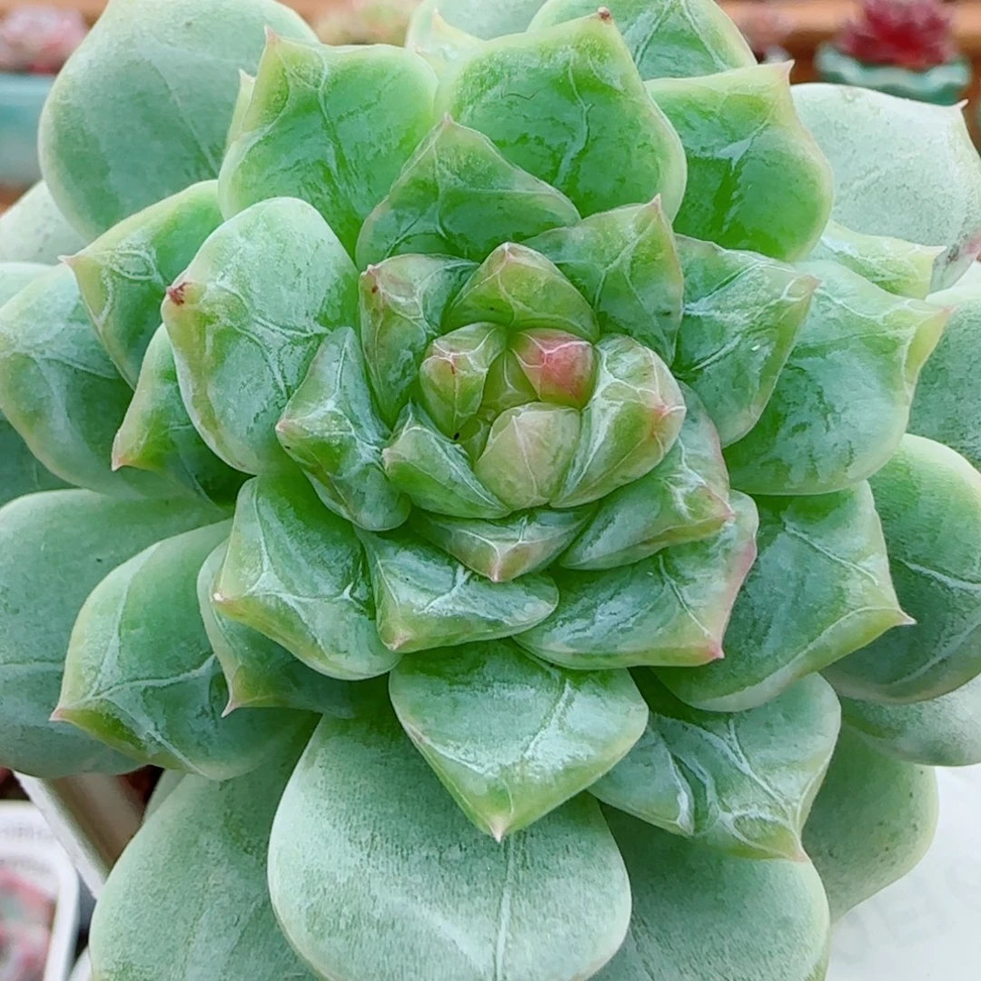 花语逸镜1006-193溏心珍妮