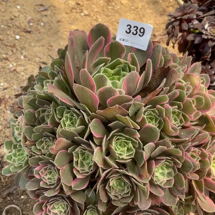 用***9339多肉植物女妖植物