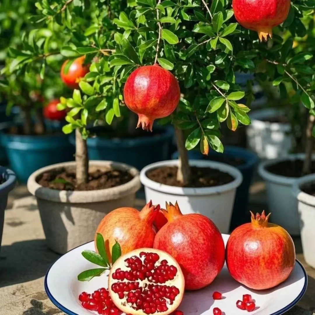 石榴以色列黑籽公斤大石榴庭院地景室内盆栽南北方适宜石榴三斤重