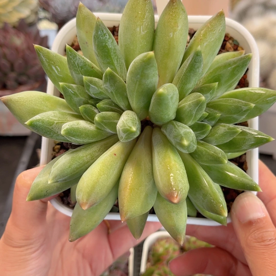 多肉植物3427一定要拍个冷链哦