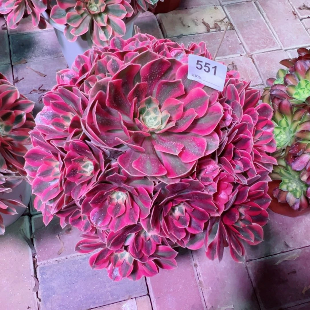 551红粉佳人法师多肉植物