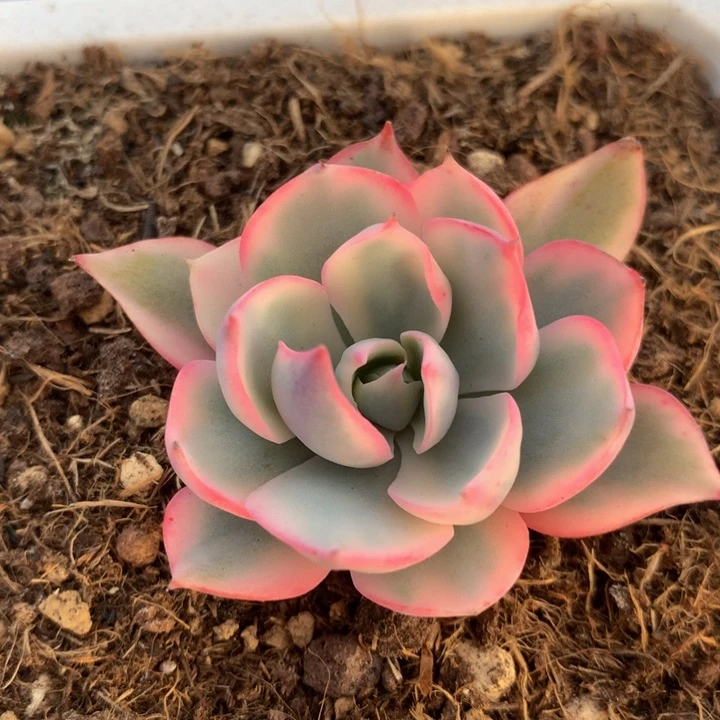 劳伦斯锦，一物一拍