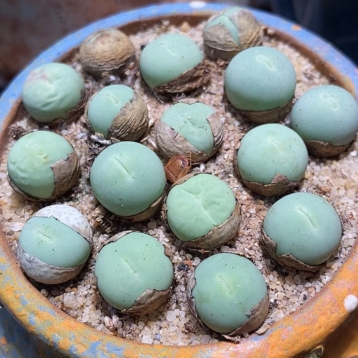 1厘米左右鸽子蛋1颗。