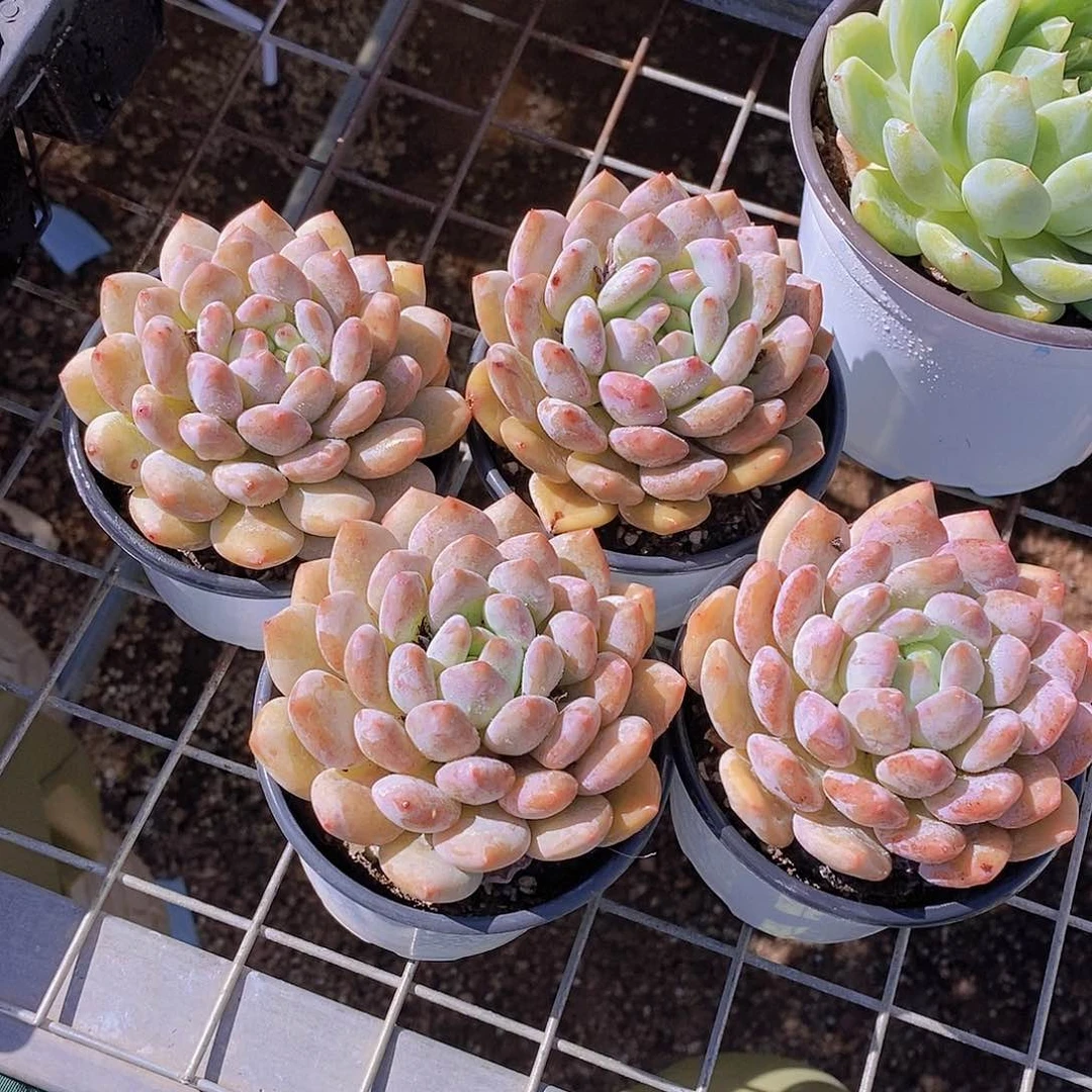 0714-大母本半夏单头福利一颗量拍