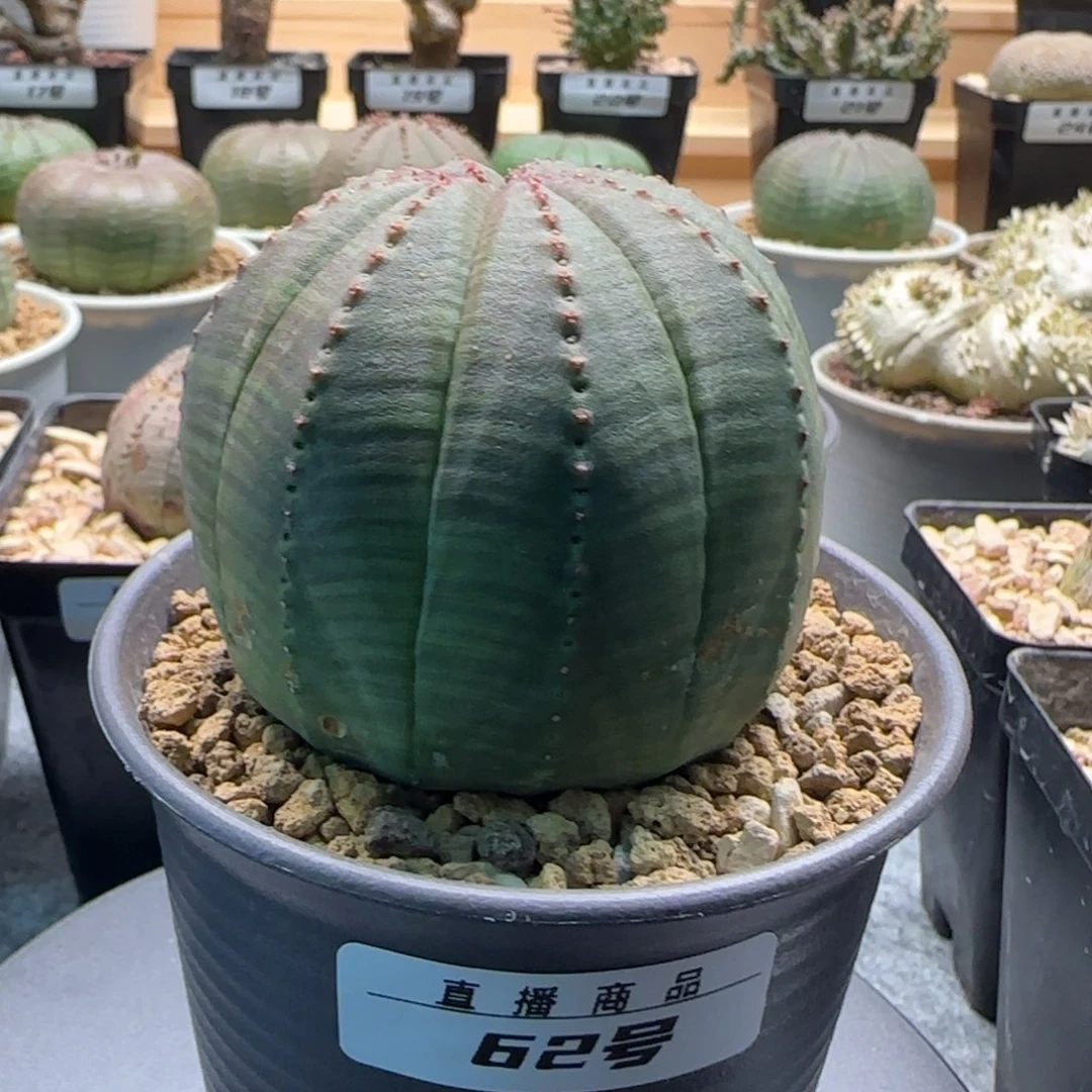 欧系布纹球，实生园艺，带盆发货，62号