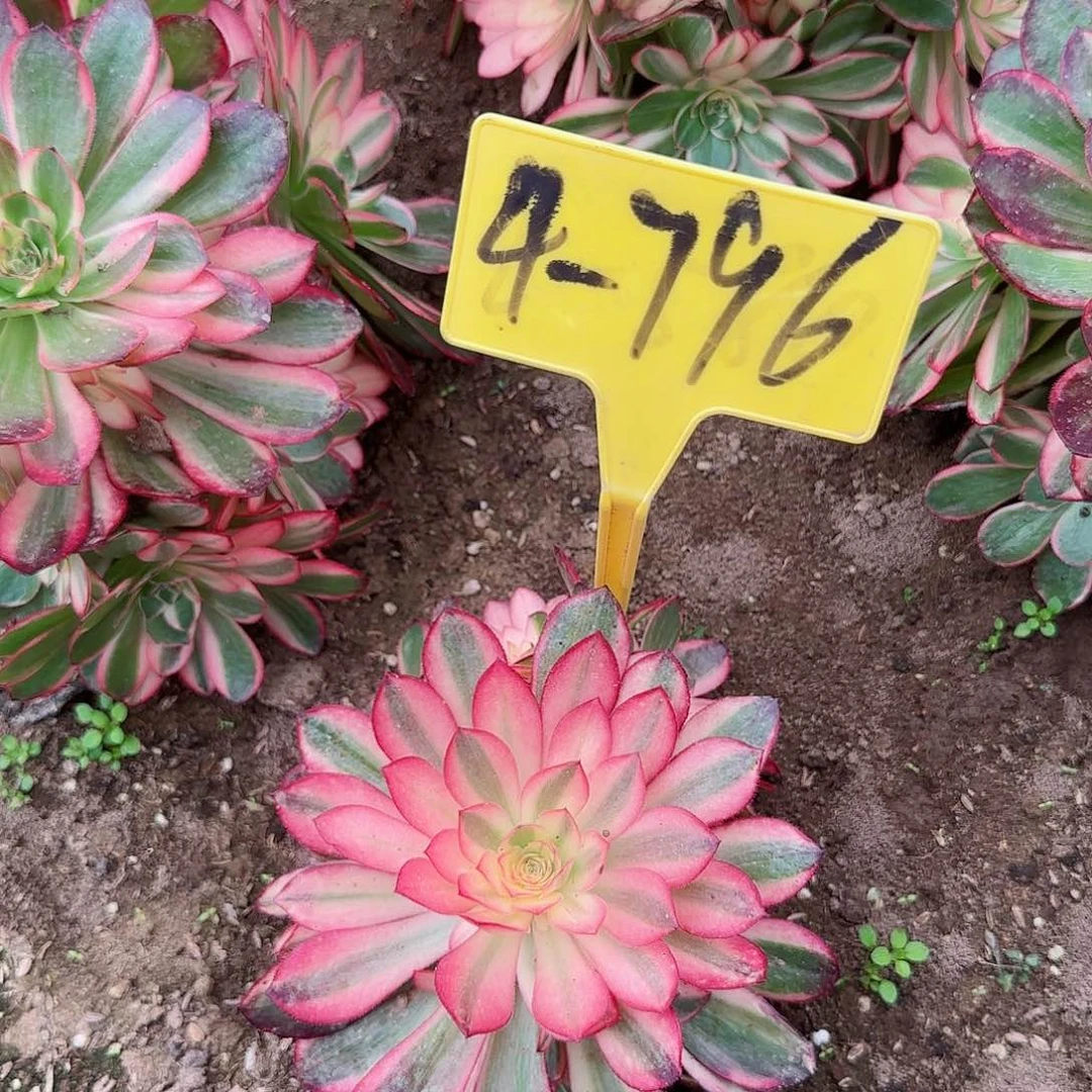 4-796---多头多肉植物