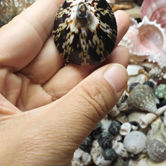 石材天然海螺贝壳