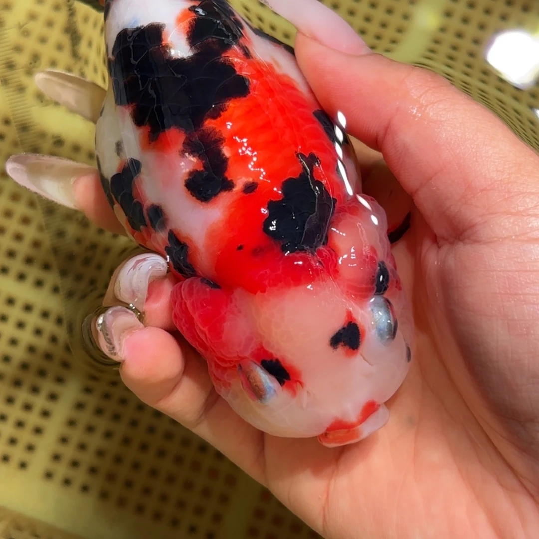 春***樱金鱼拍包装包邮，不拍包装运费到付