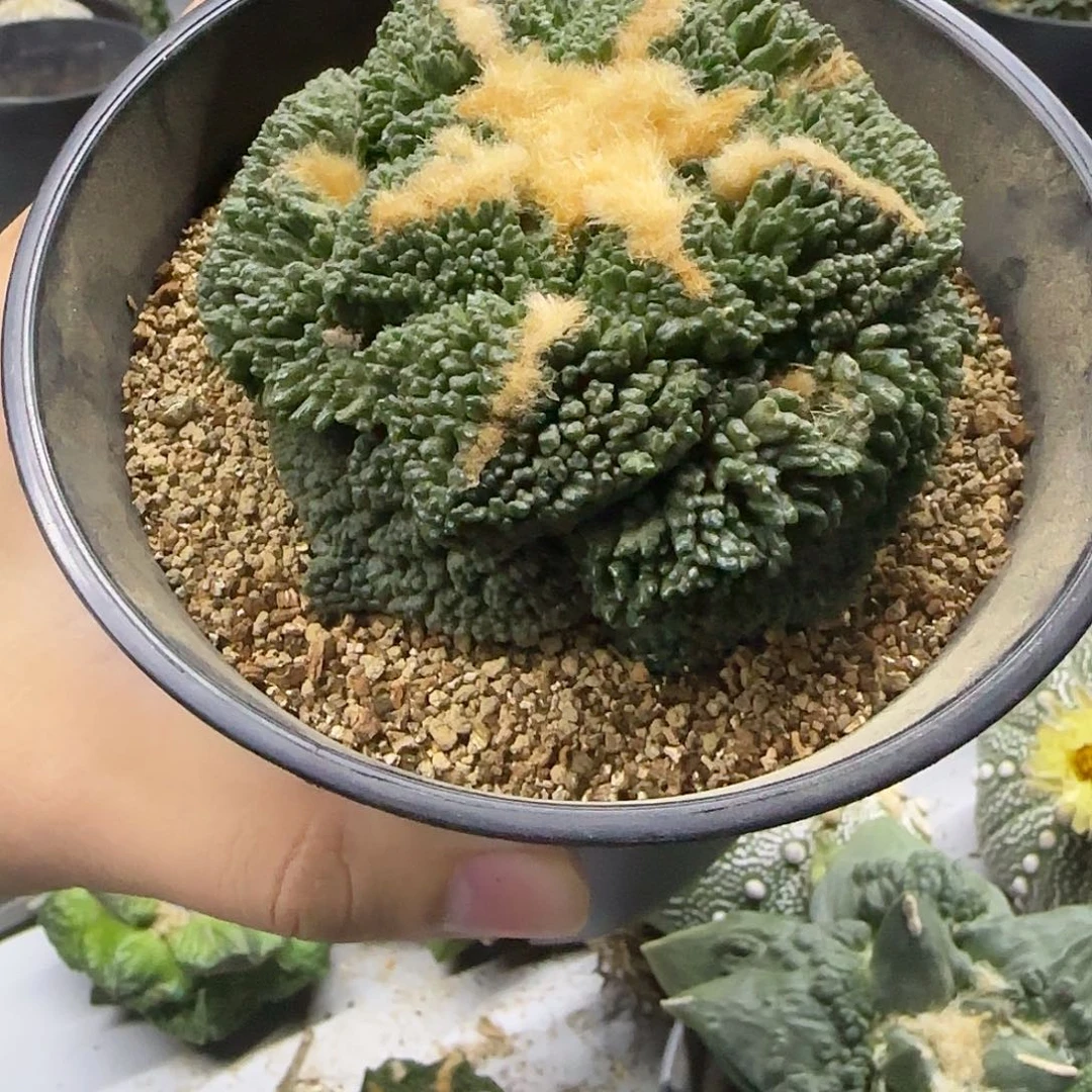 小***噜一物一拍所见即所得