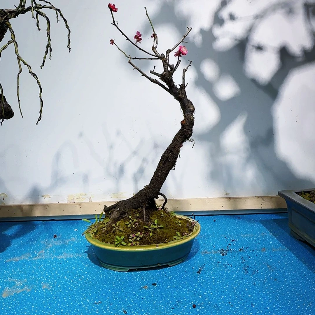 无铅玻璃潍****发dv b m l