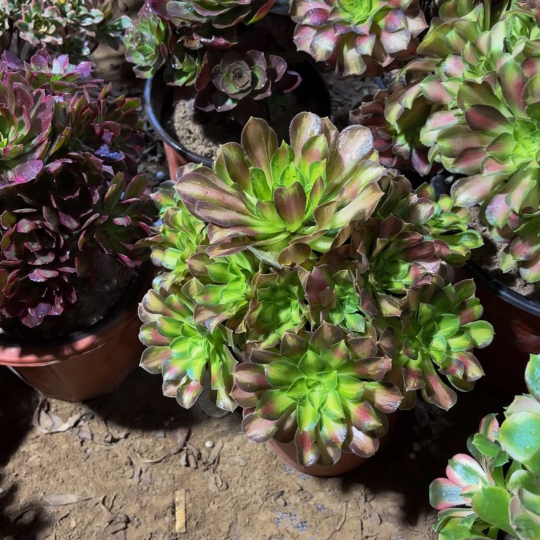 韶华法师9.9多肉植物