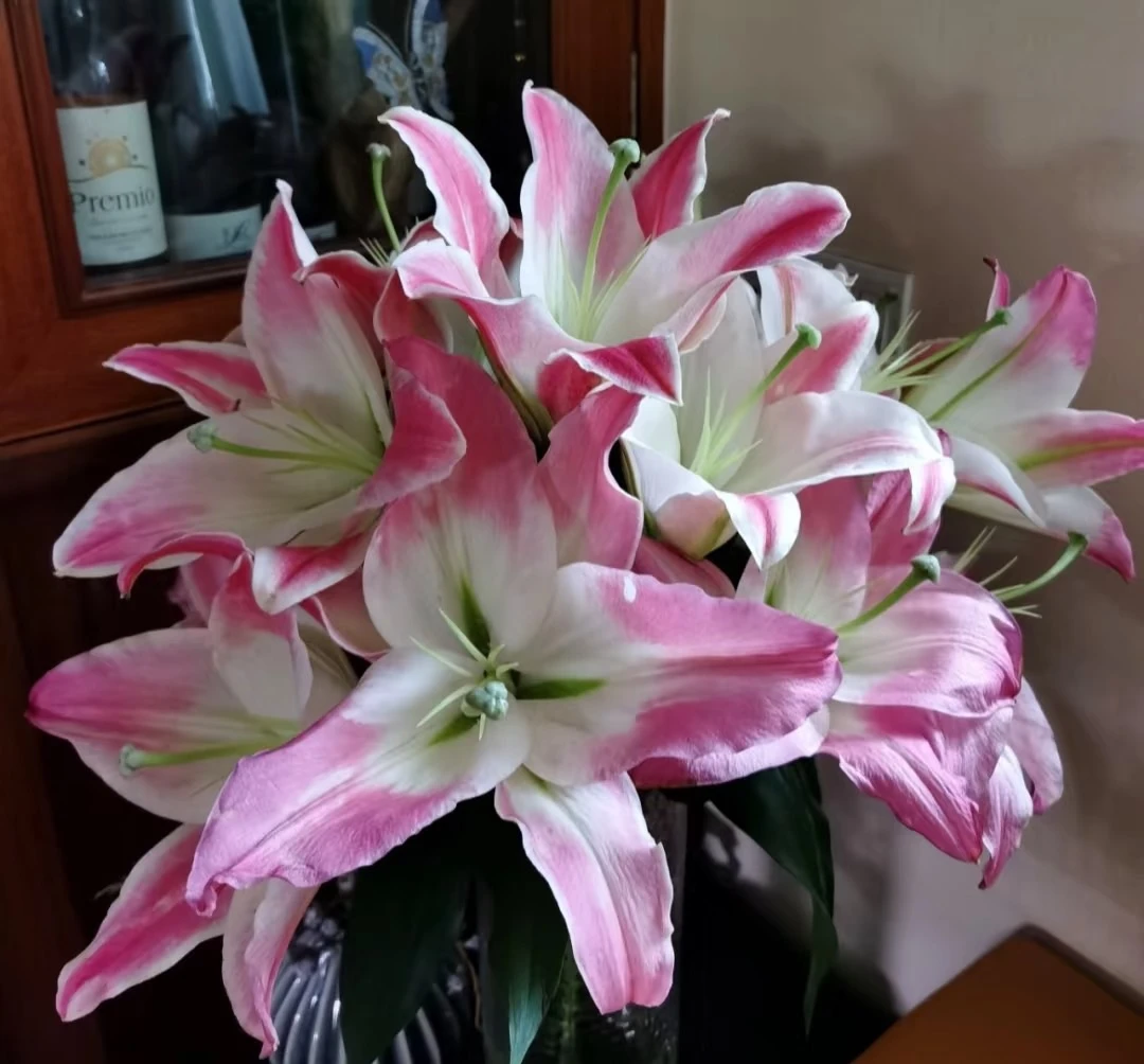 阿尔巴雷特百合一头10支   鲜花  百合  云南基地直发