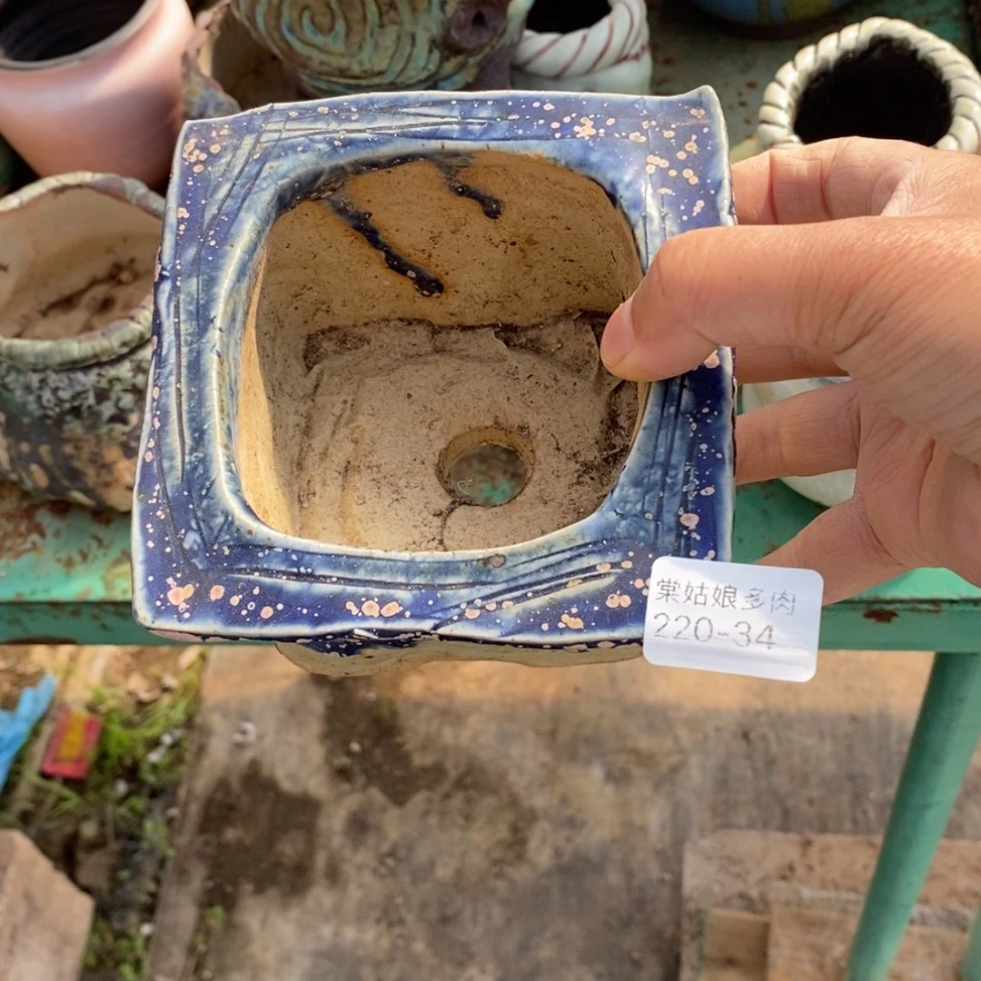 红陶悠*34号多肉盆一个呀