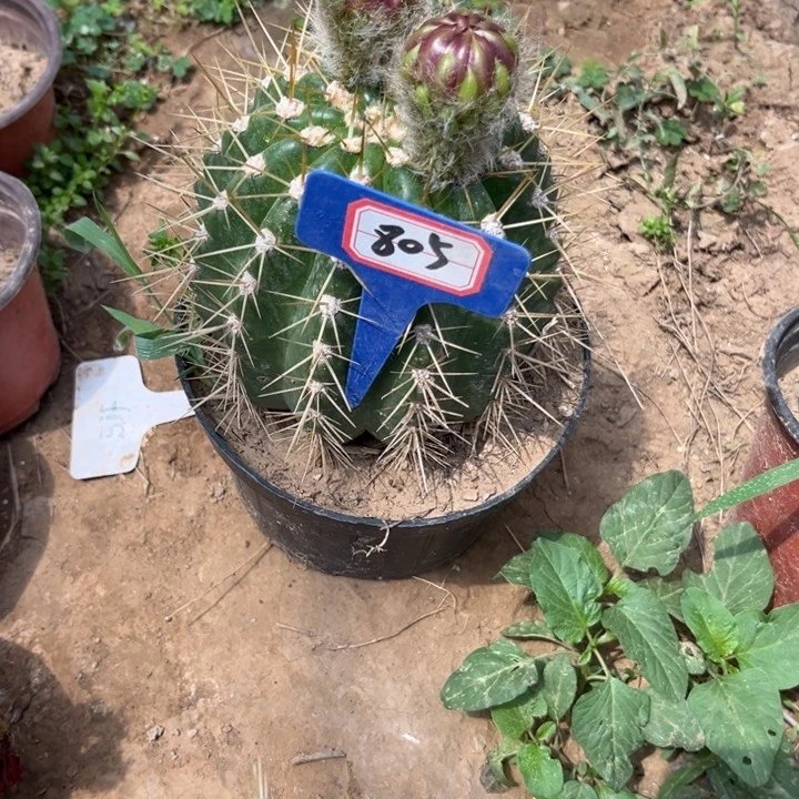 紫**铃805。格莱瑟的糖果。