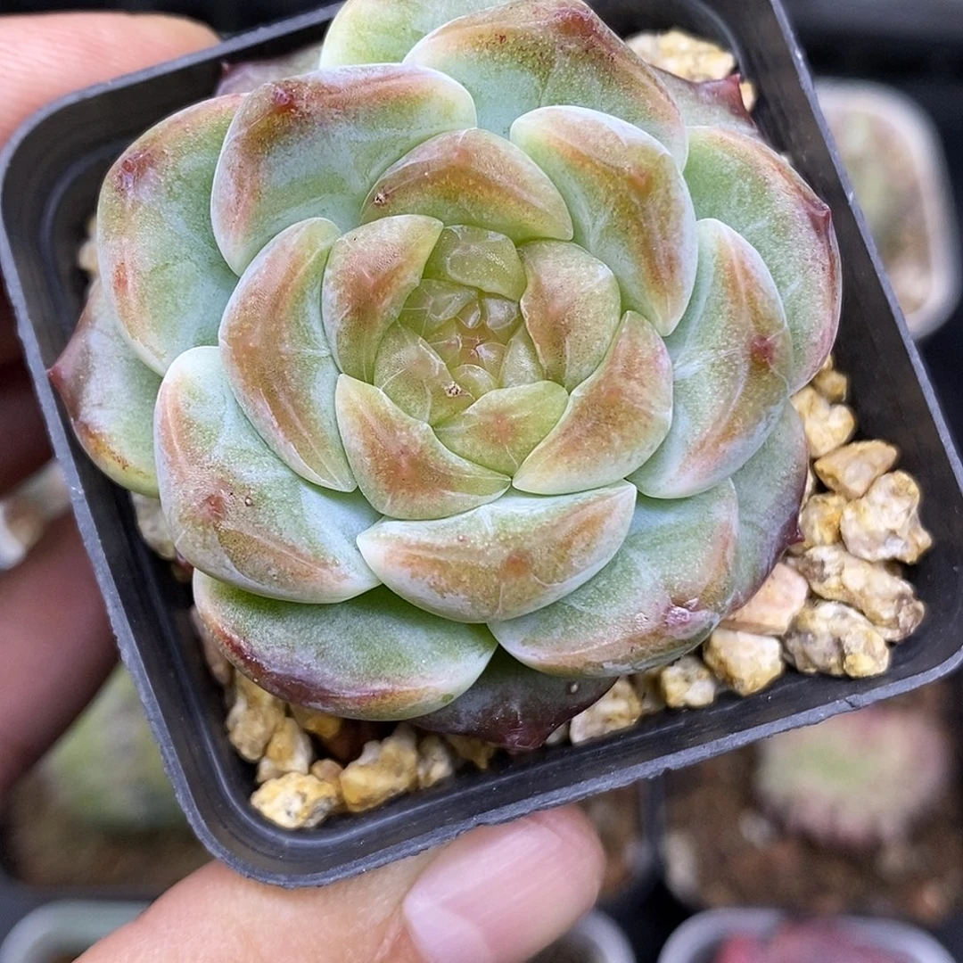 无尽灯带运费满30减5元