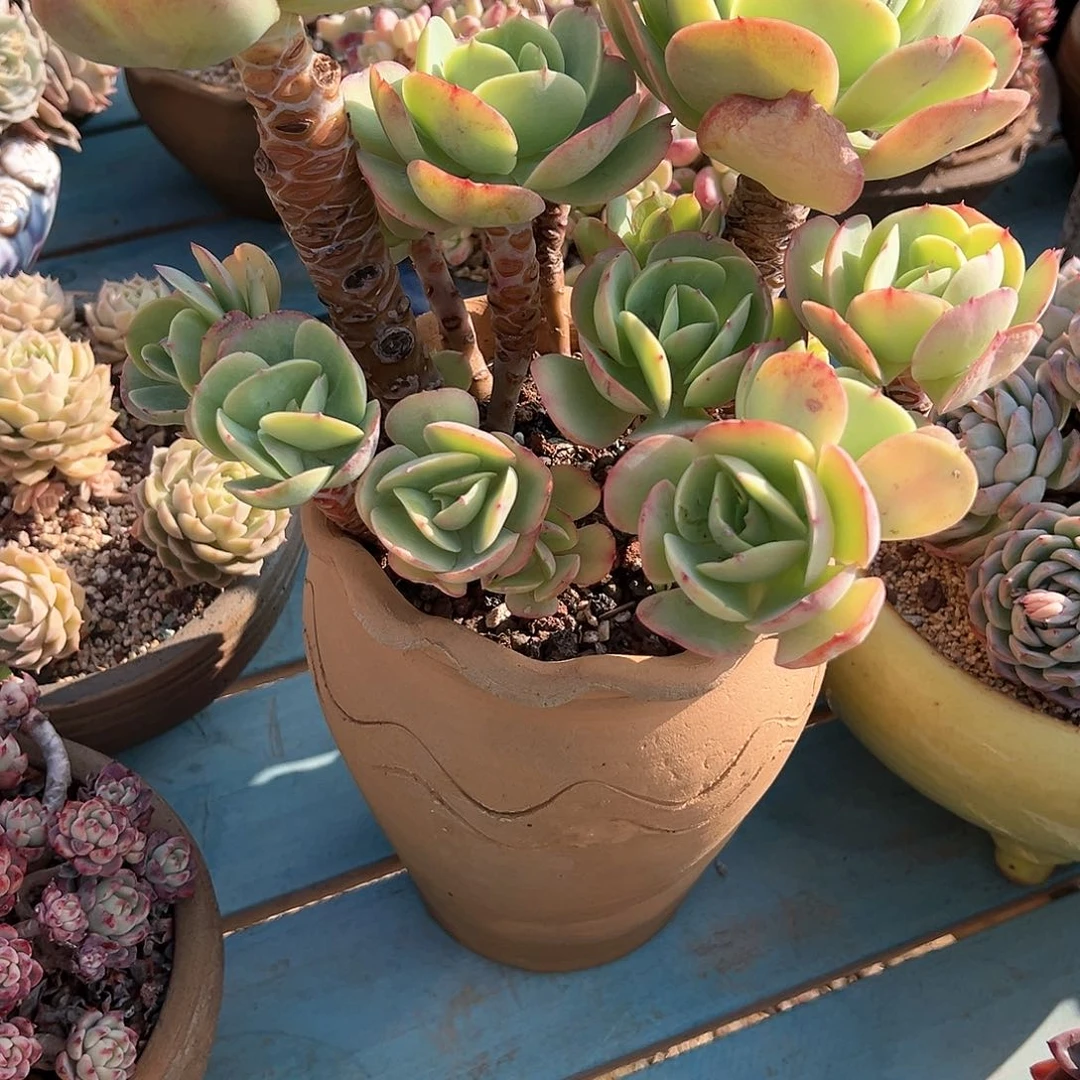 1*月碧桃多肉植物脱土