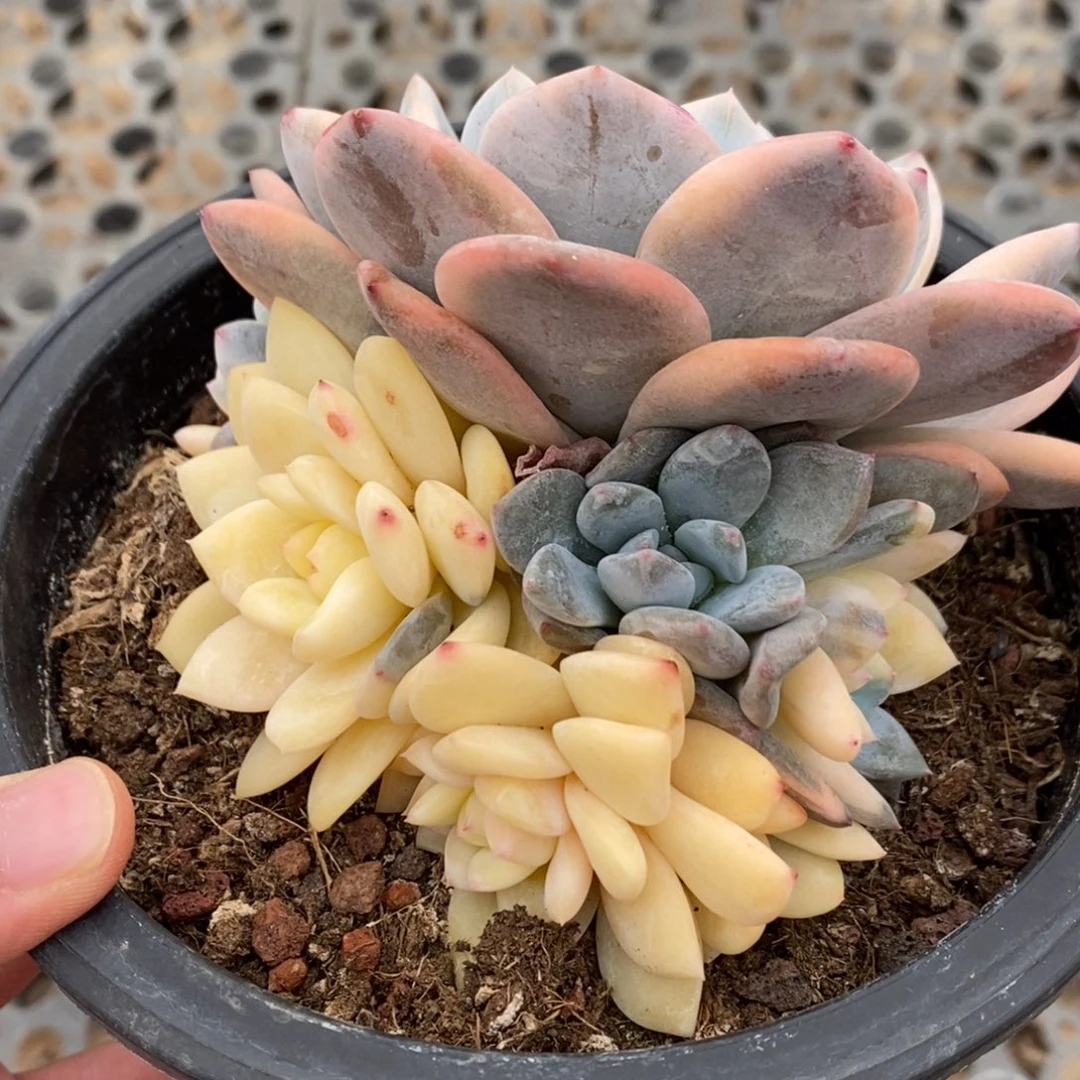 梦露锦多肉植物6957