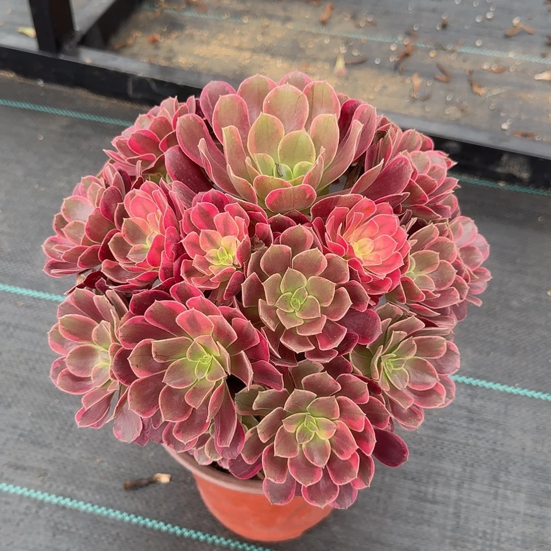 金丝雀法师多肉美美美