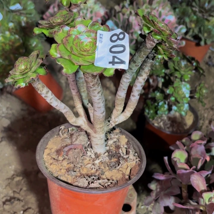804锦多肉植物不售后