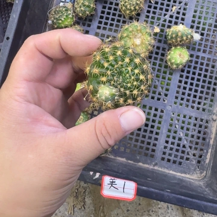 227丽花美1歪无根侧牙3公分左右，20包邮