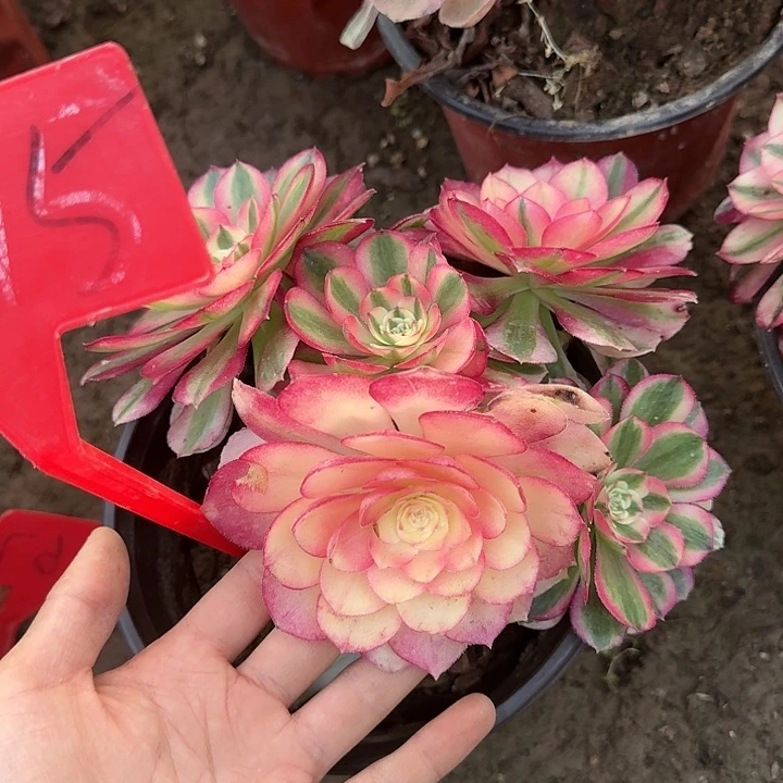 2-75倾城多肉法师