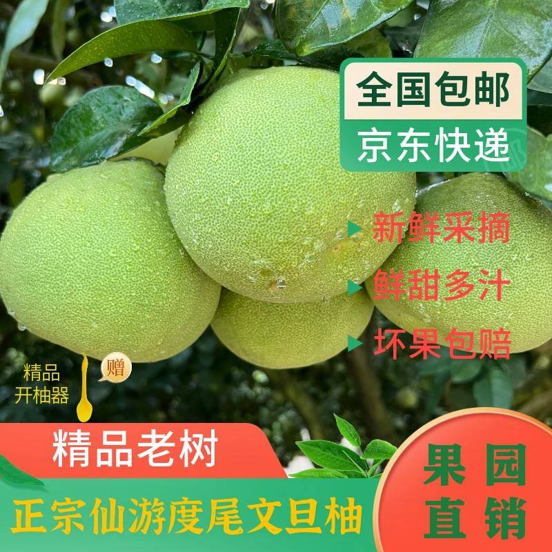 福建仙游文旦柚果园直发现采现摘甄选好果新鲜当季水果孕妇水果