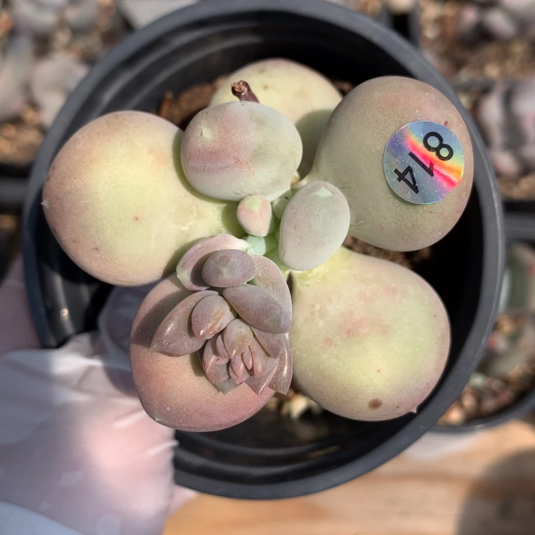 小屁桃奶酪多肉814