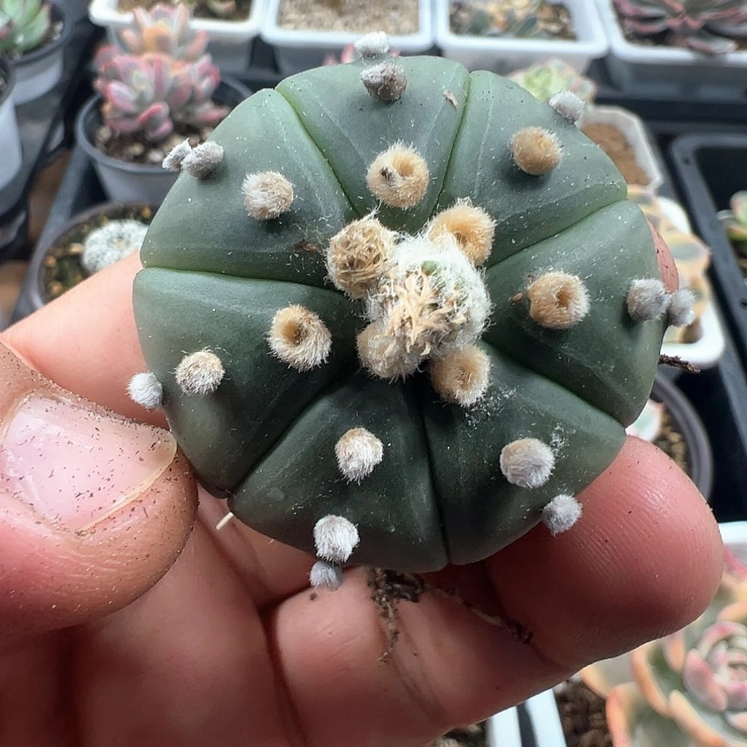 海星兜  小方花圃一单包邮