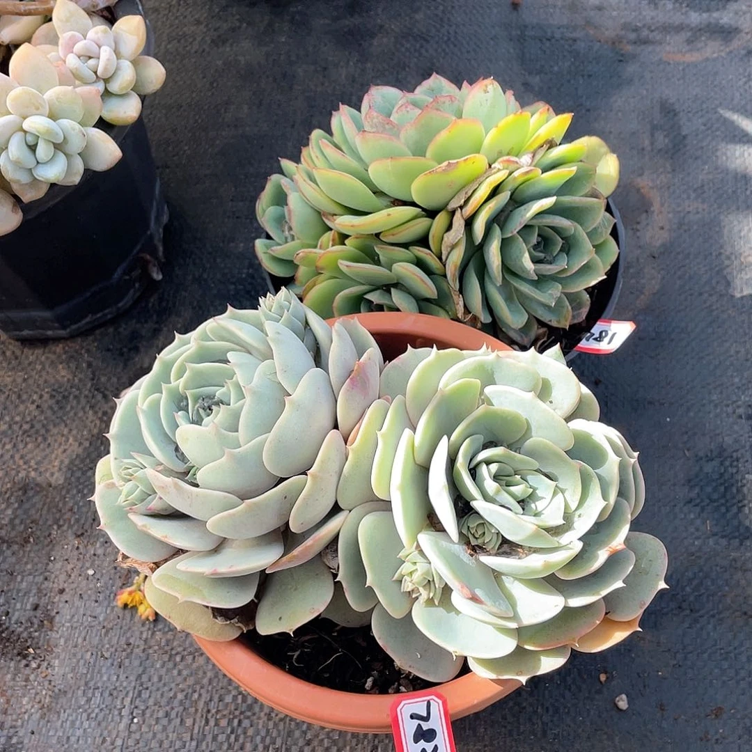 781➕782两颗 一物一拍多肉