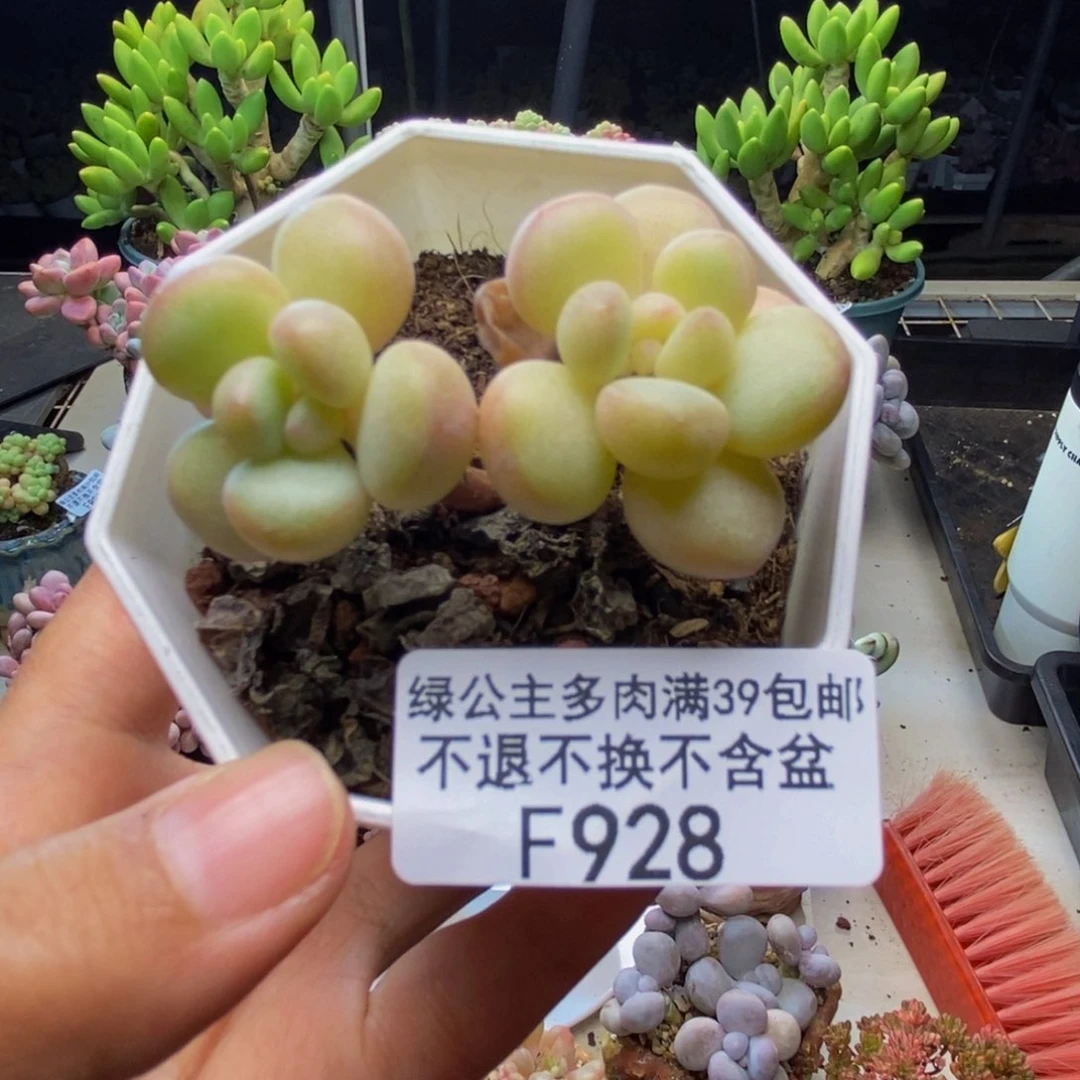 928萤火虫多肉4c m