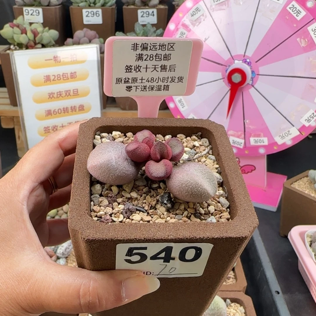 540粉红哈密瓜多肉植物