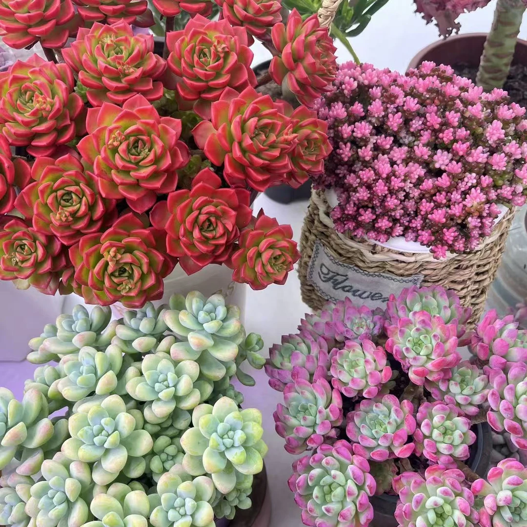 蒂亚➕龙珠➕天使之泪➕蓝苹果 新手简单好养活