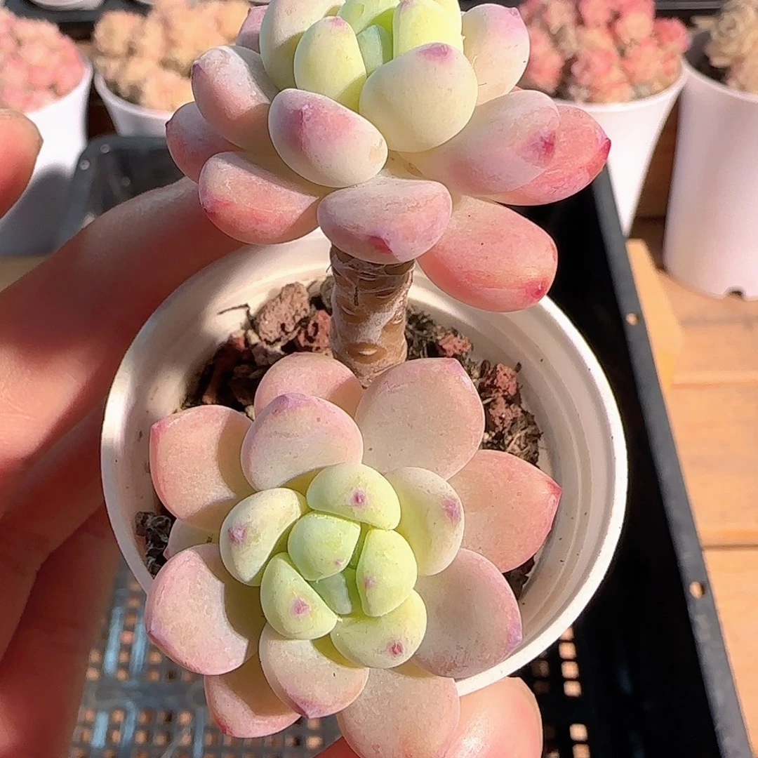 多肉1214-26罗琦小老桩