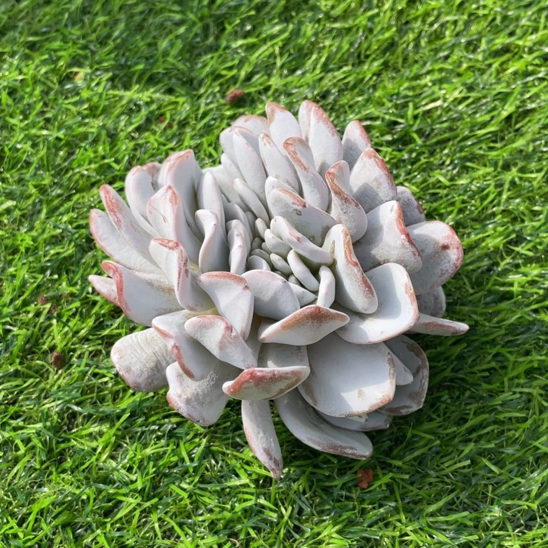 雪莲缀化 龙头缀 多肉植物