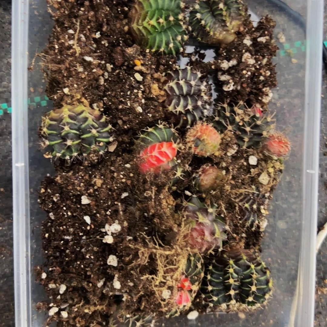 小***萍当前无花栽培后可以开花498