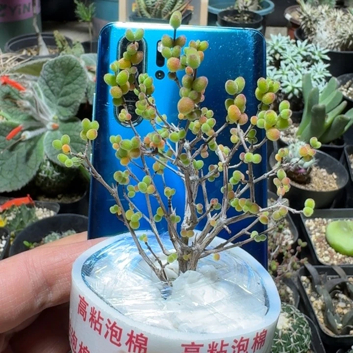 586糖球枝干带盆发货一个随机