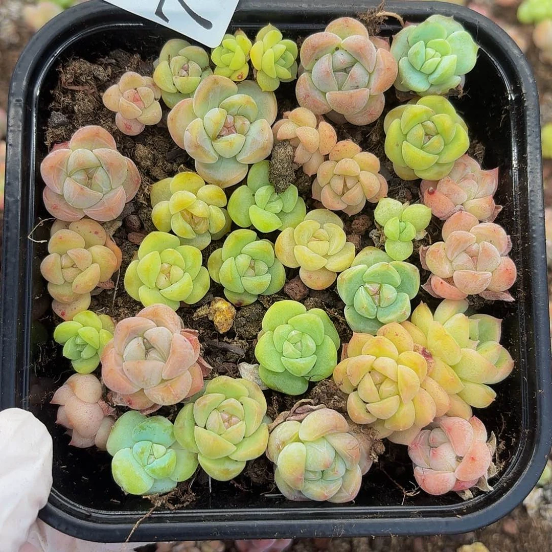 多肉植物多肉植物740