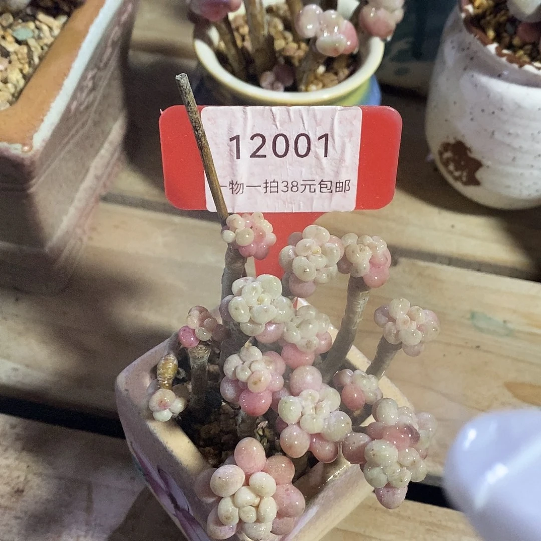 12001各具特色了my