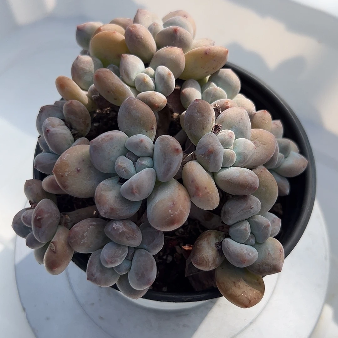 梅***轻轻松松就能得到一颗香水
