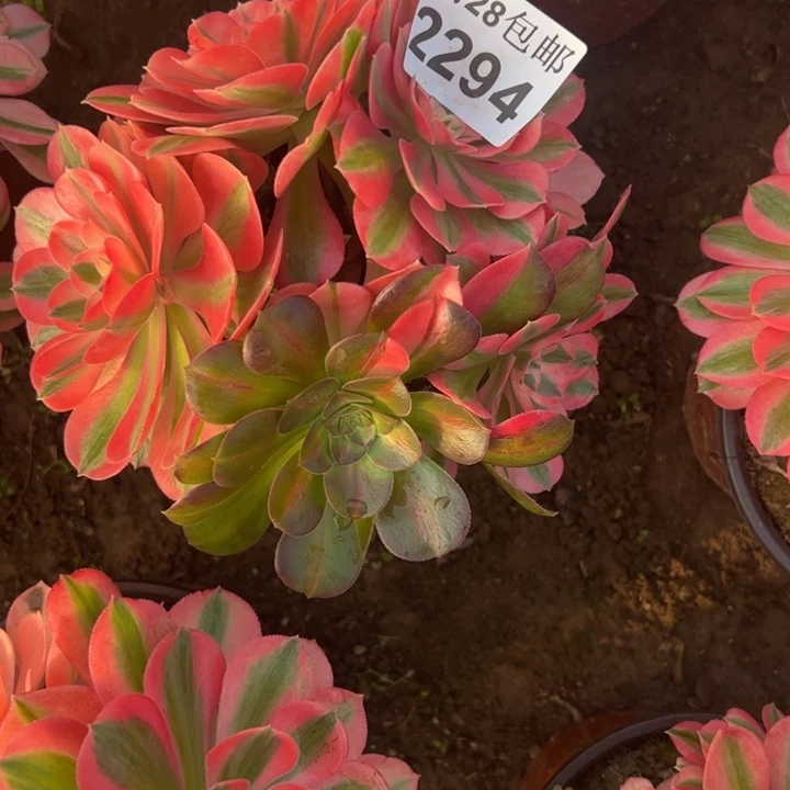 2294女巫多肉植物