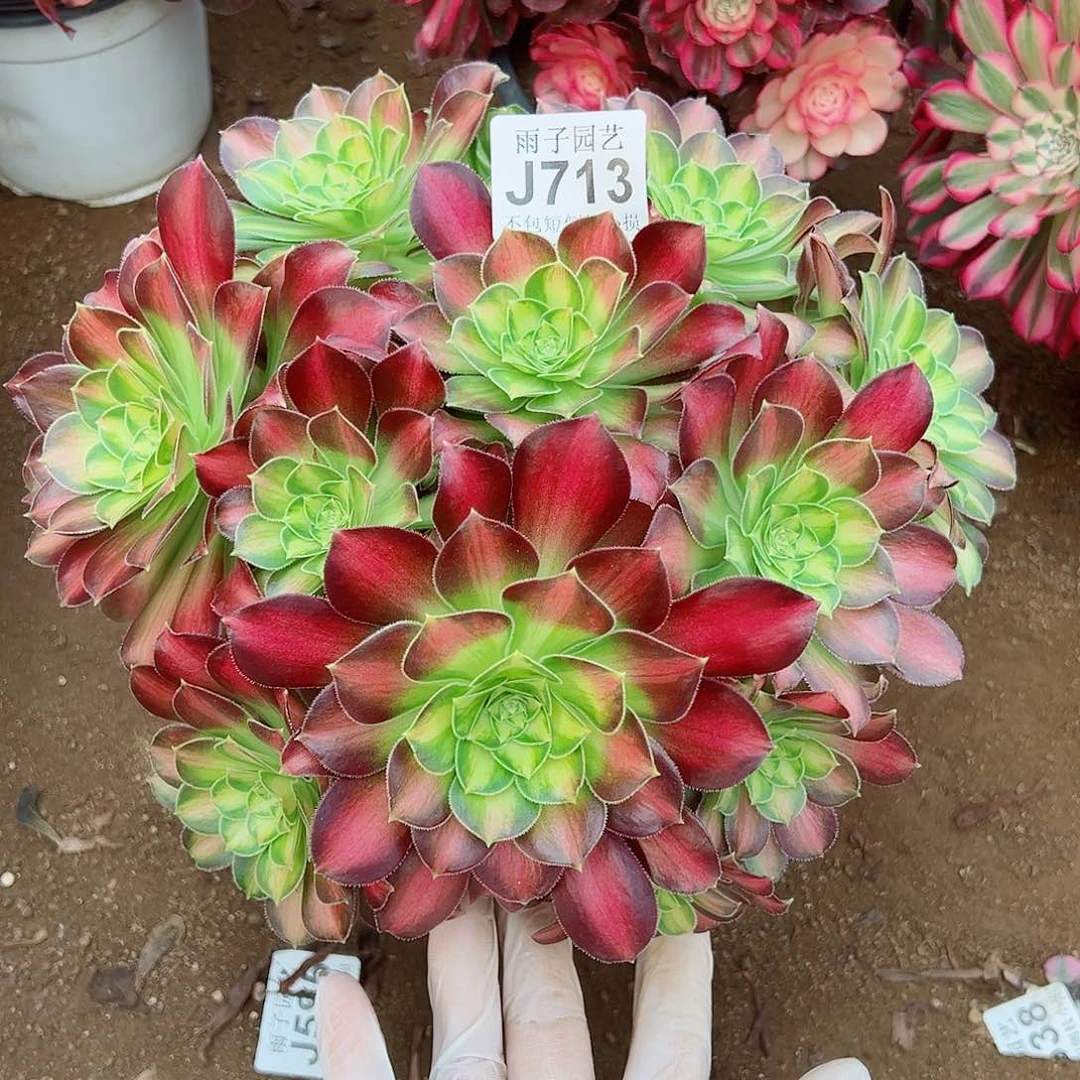 713昭华尺寸28左右