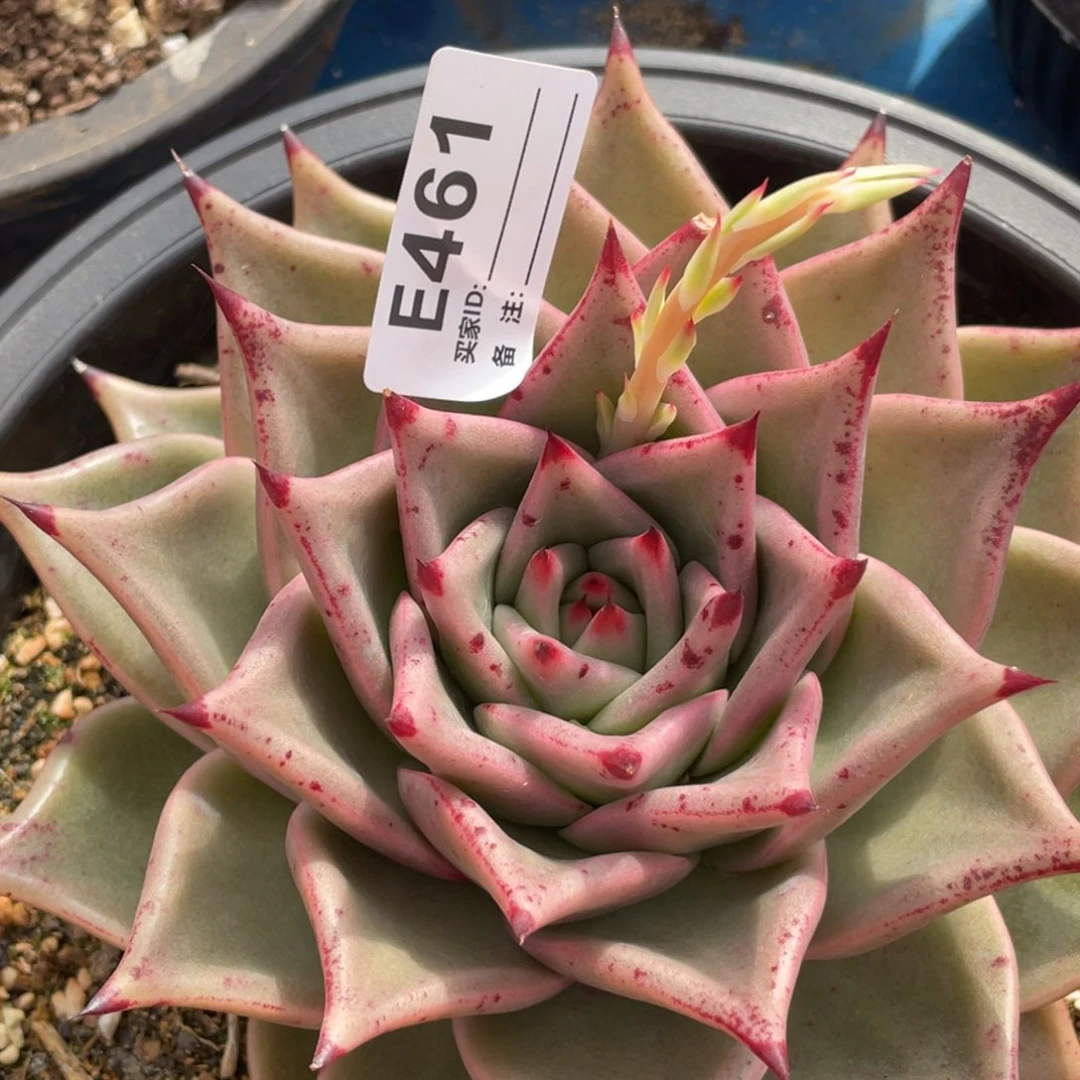 无花朵若如东云单拍E461