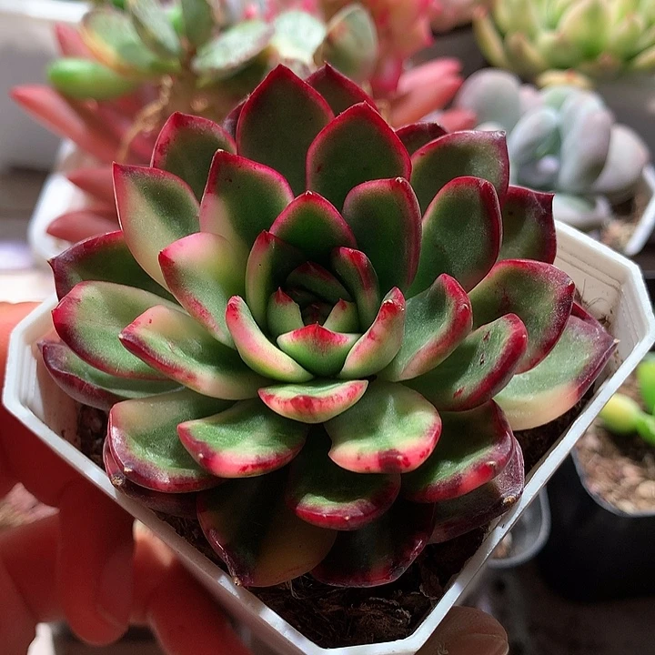 宝丽安娜拉丝锦锦