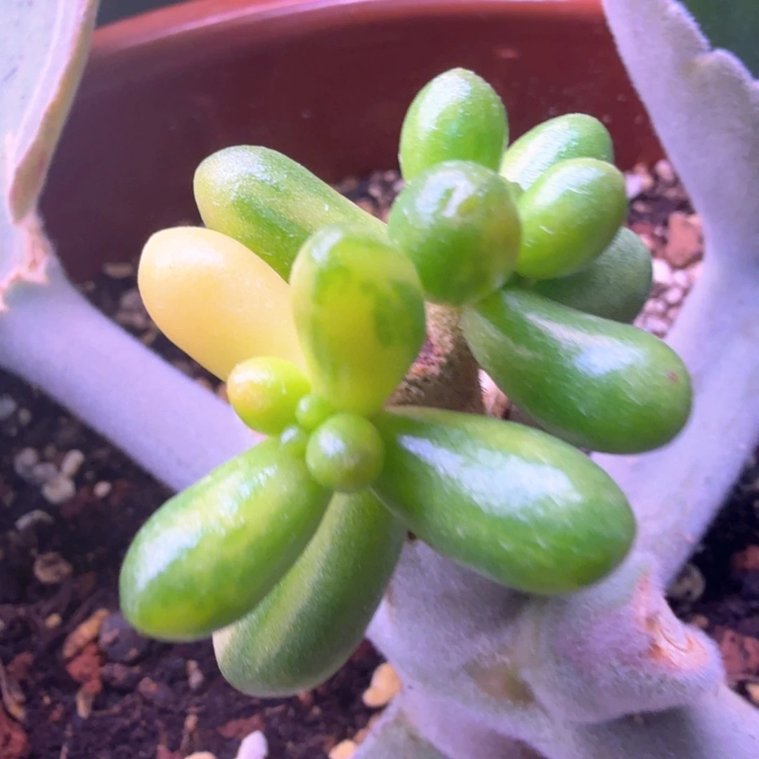 绿龟之卵锦 多肉植物