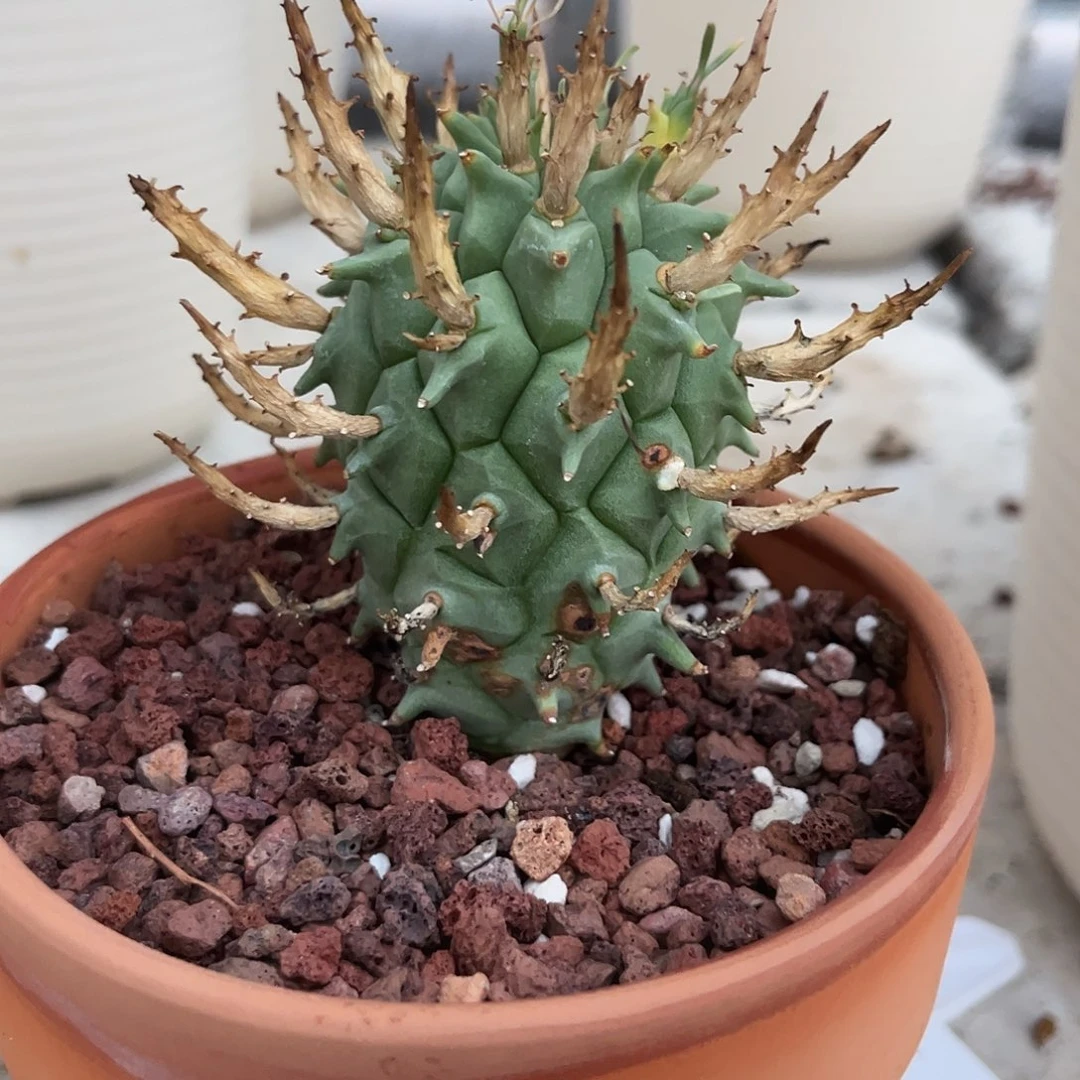 多肉植物斗牛角大戟